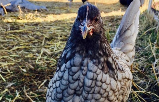 Blue Andalusian - Image 3