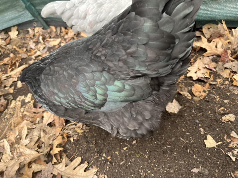 Australorp - Black - Image 3