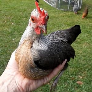 Assorted Old English Game Bantam Chicks