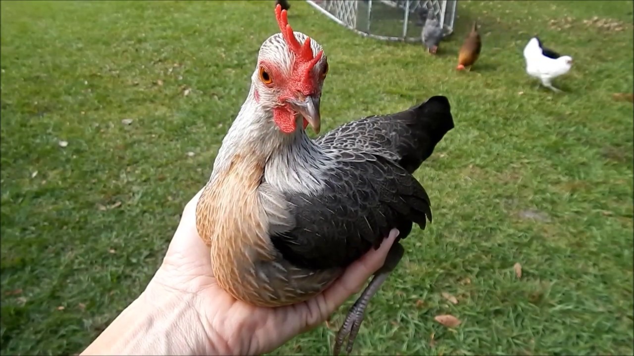 Assorted Old English Game Bantam Chicks