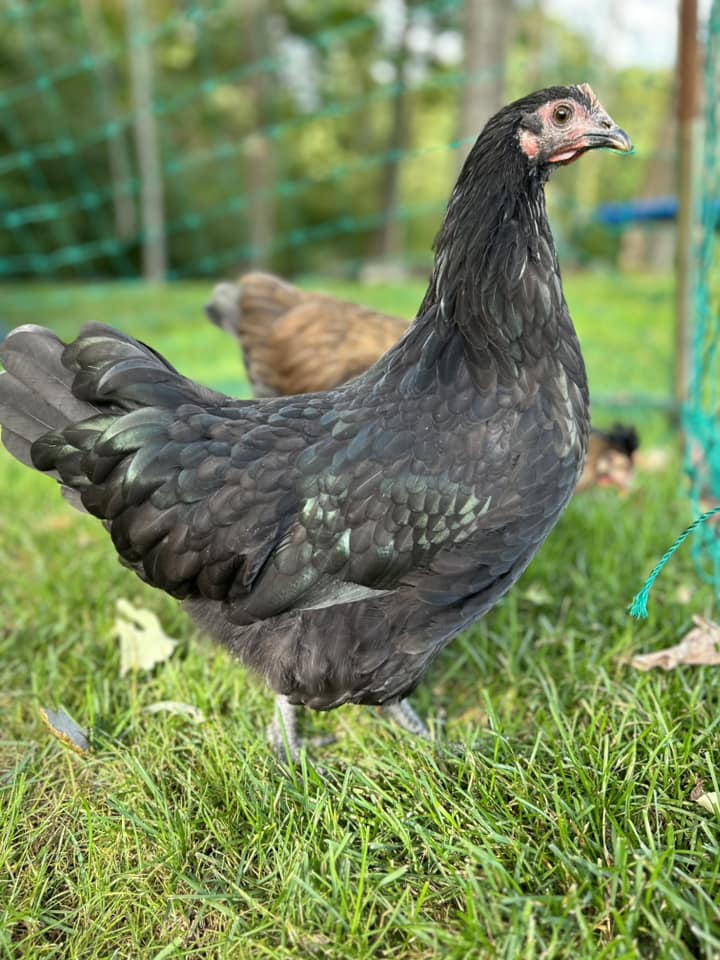 Australorp - Black - Image 2