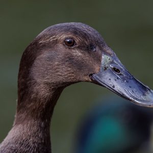 Black Runner Duckling