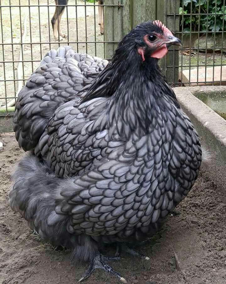 Orpington - English Assorted - Image 3