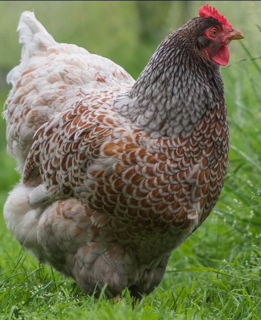 Barnevelder - Blue Laced - Image 2