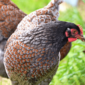 Barnevelder - Blue Laced