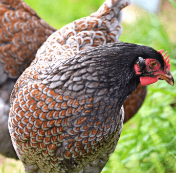 Barnevelder - Blue Laced