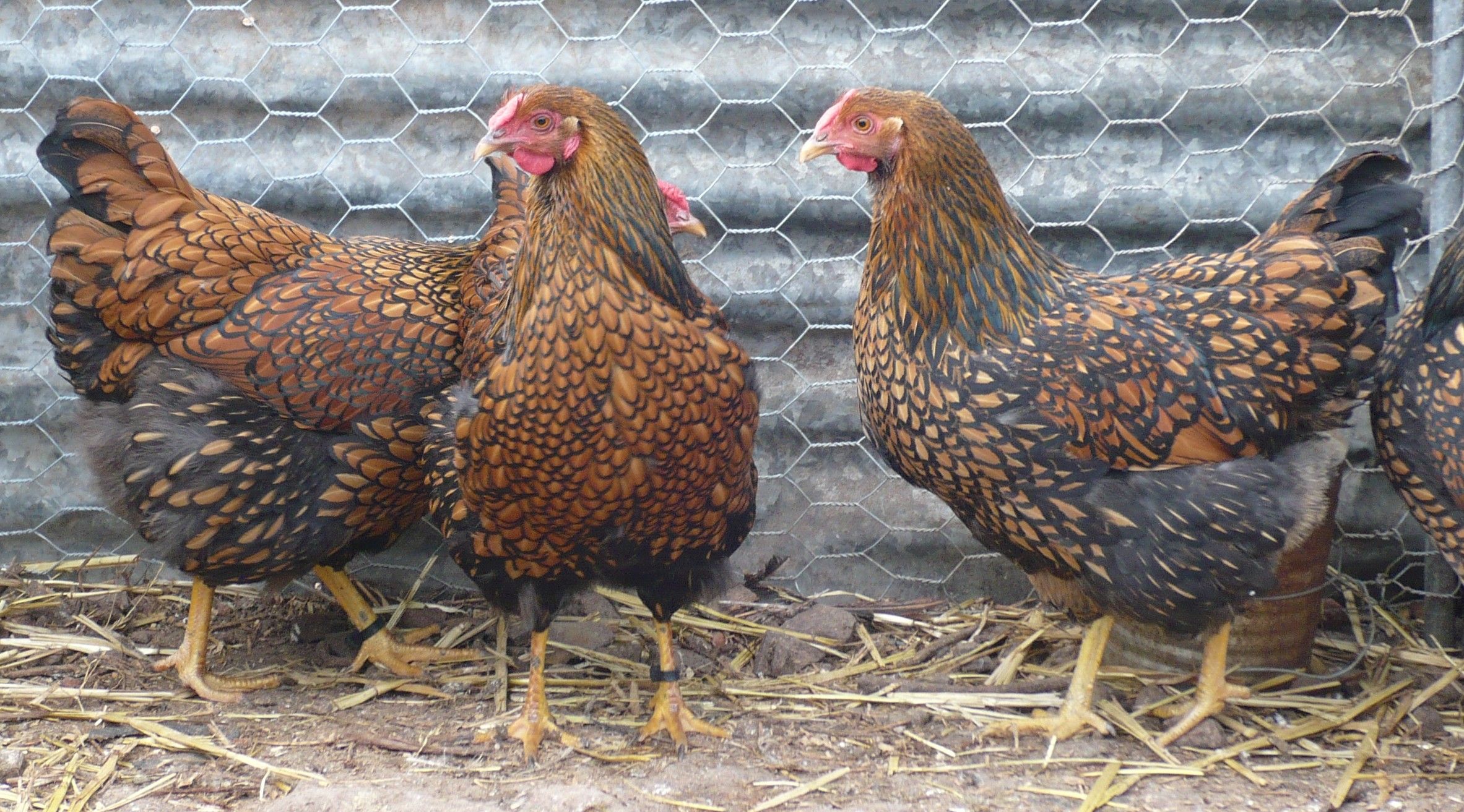 Wyandotte - Blue Laced Gold - Image 2