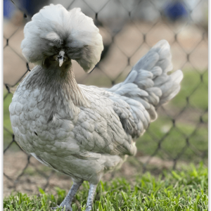 Polish - White Crested Blue