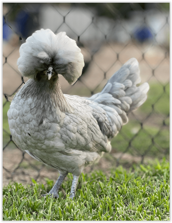Polish - White Crested Blue