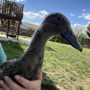 Blue Runner Duckling