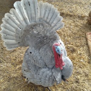 Blue Slate Turkey
