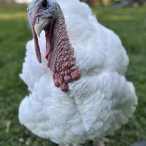 Broad Breasted White