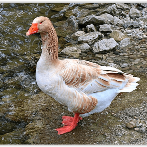 American Buff Goose