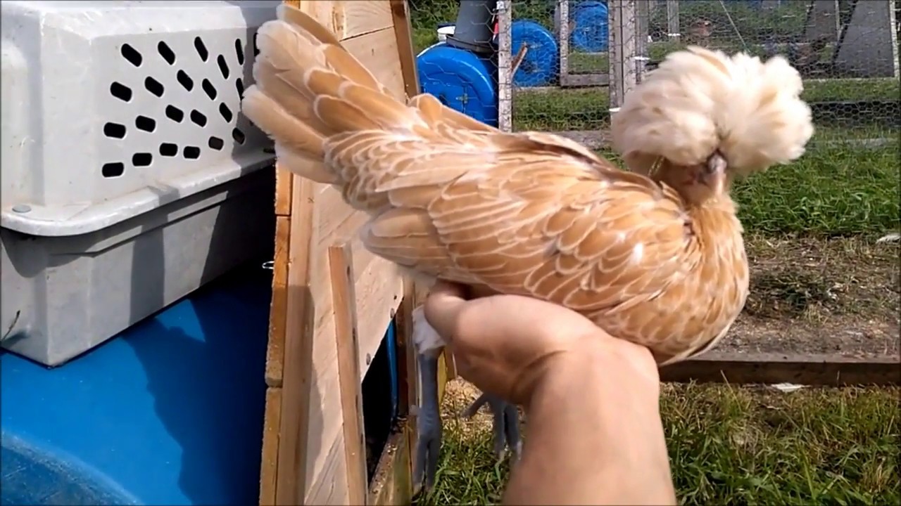 Polish - Buff Laced - Image 2