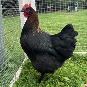 Maran - Black Copper