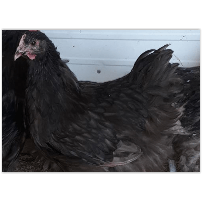 Orpington - Chocolate