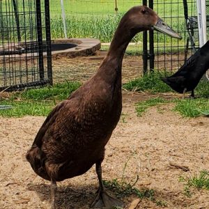 Chocolate Runner Duckling