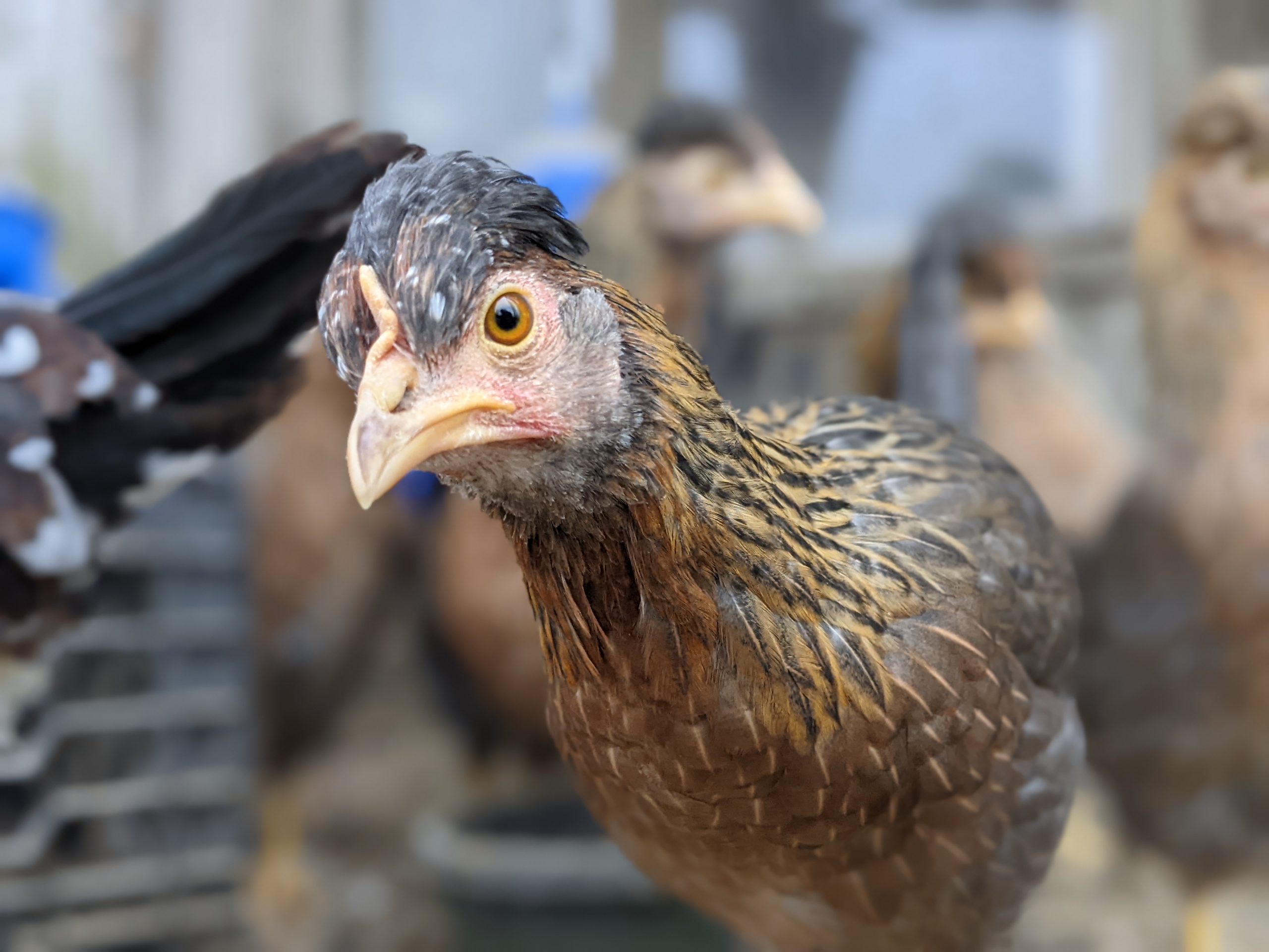 Cream Legbar - Image 3