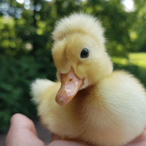 Duckling - Assorted Crested