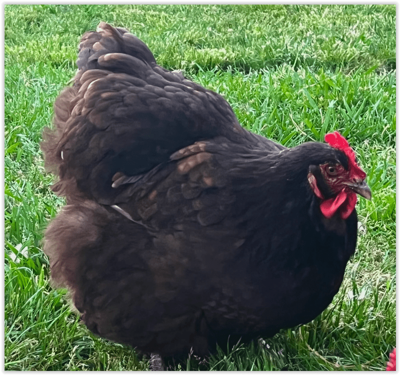 Orpington - English Assorted - Image 2