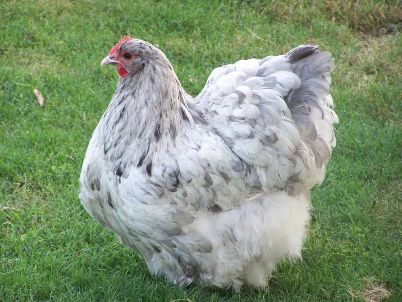 Orpington - English Assorted - Image 4