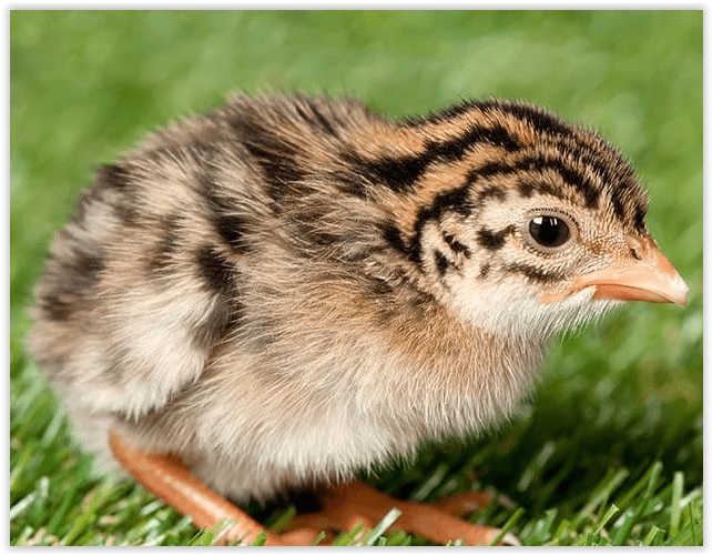 Guinea Variety Pack of 5 - Image 4