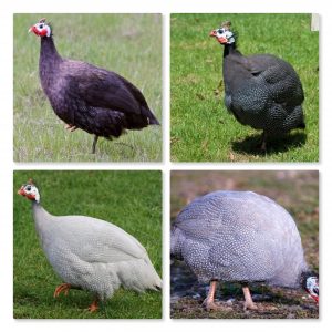 Guinea Variety Pack of 5