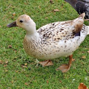 Welsh Harlequin Duckling