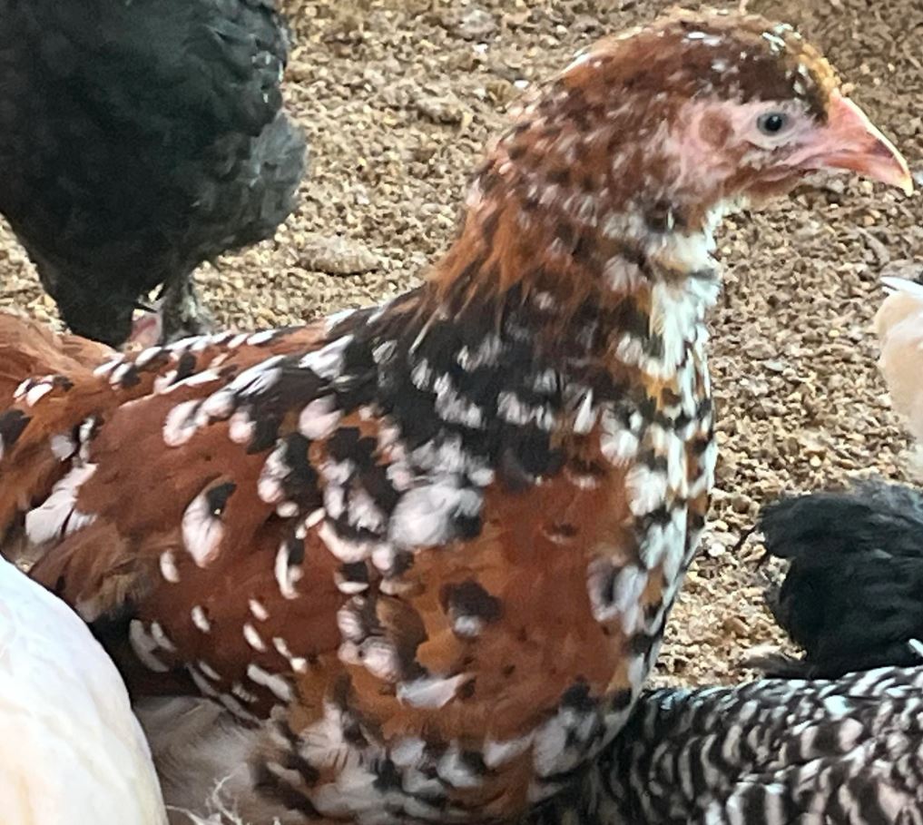 Orpington - English Jubilee - Image 3