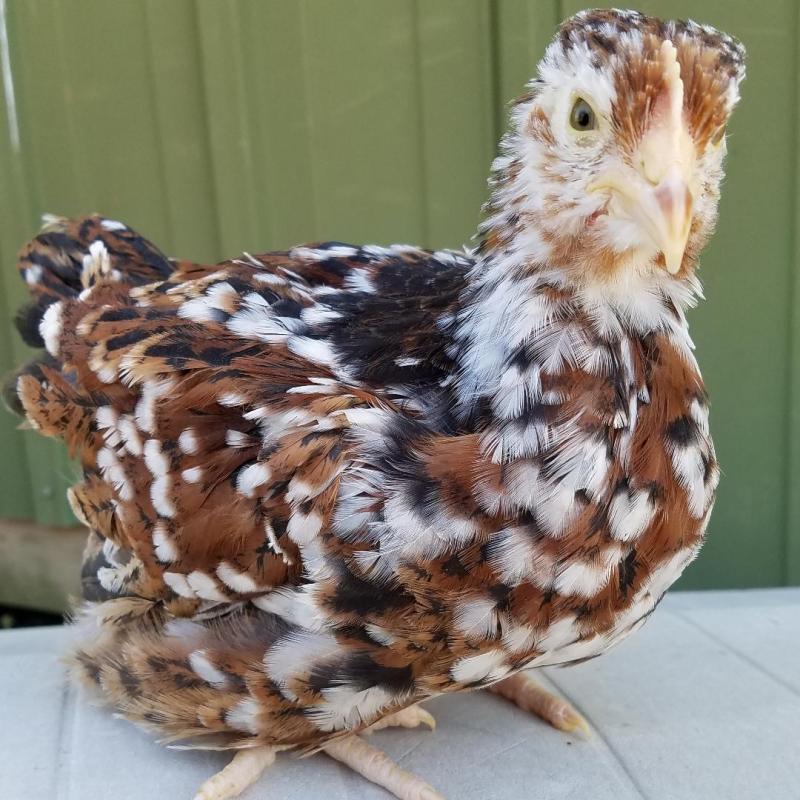 Orpington - English Jubilee - Image 4