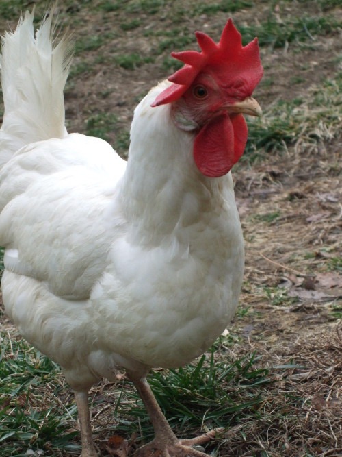Leghorn - White - Image 3