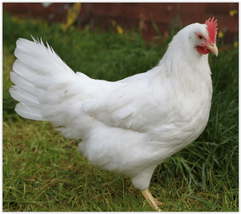 Leghorn - White - Image 2