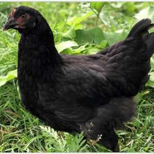 Maran - Mystic Midnight Majesty