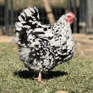 Orpington - Mottled English