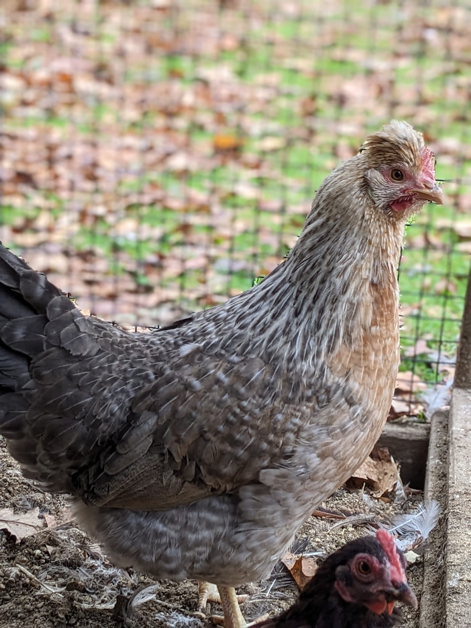 Cream Legbar - Image 2