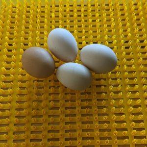 Washable Nesting Pads