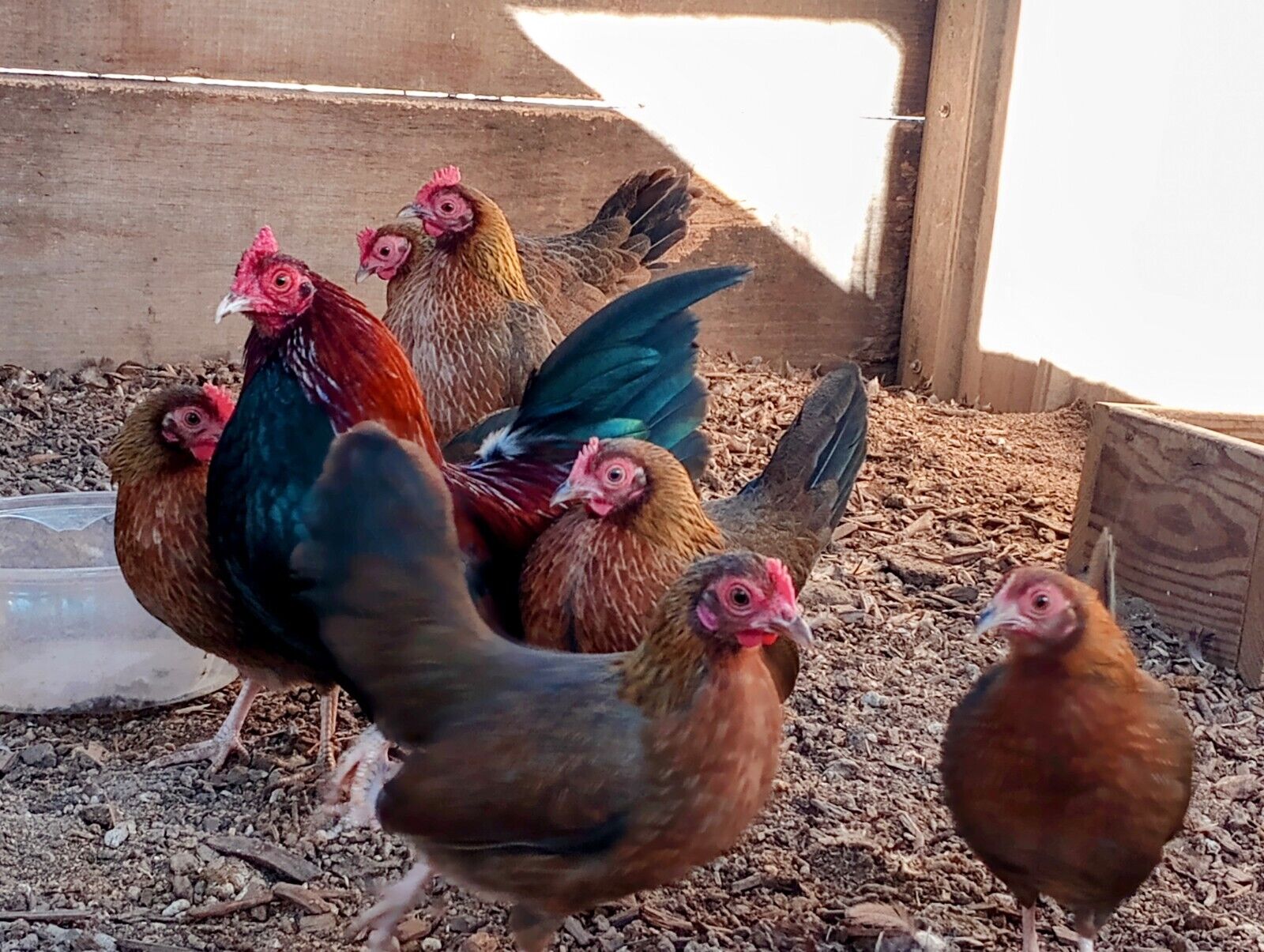 Assorted Old English Game Bantam Chicks - Image 4