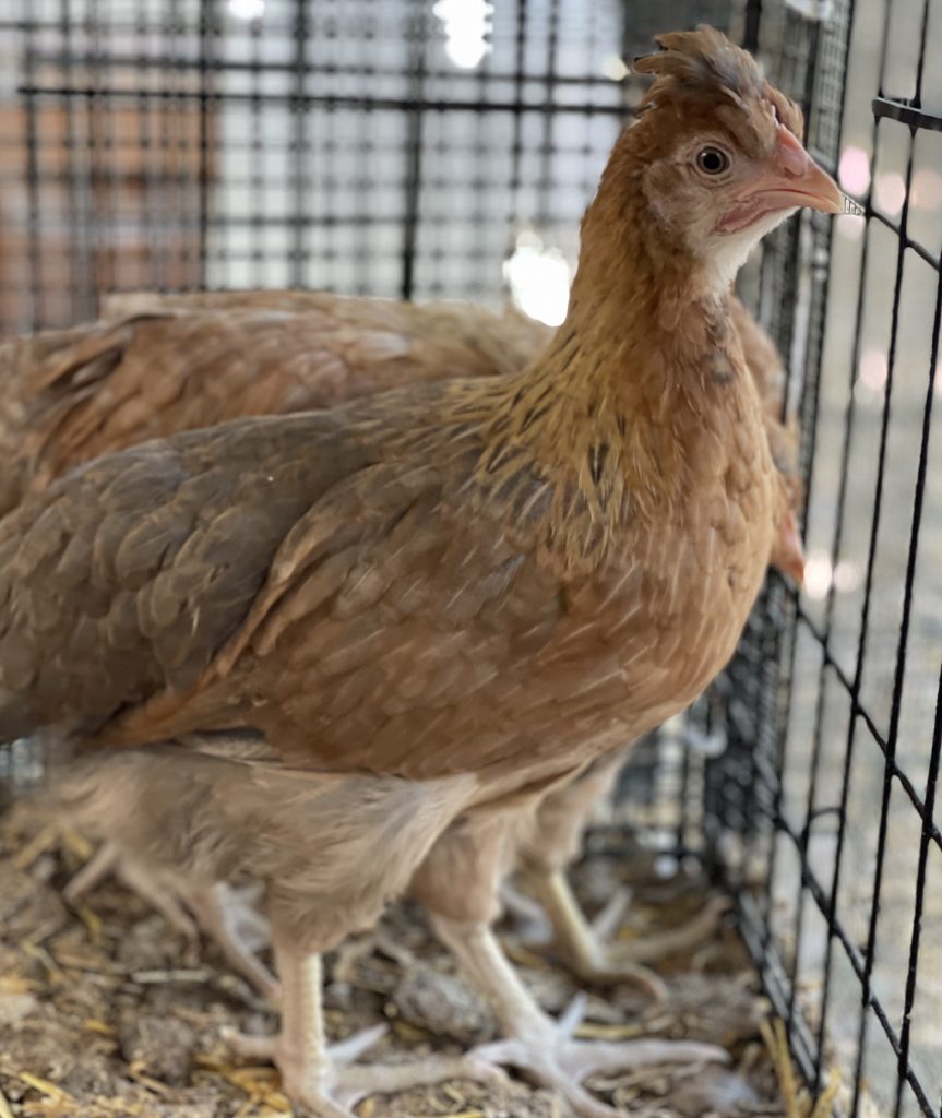 Olive Egger - Image 3