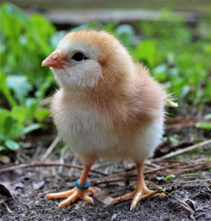 Russian Orloff - Image 3