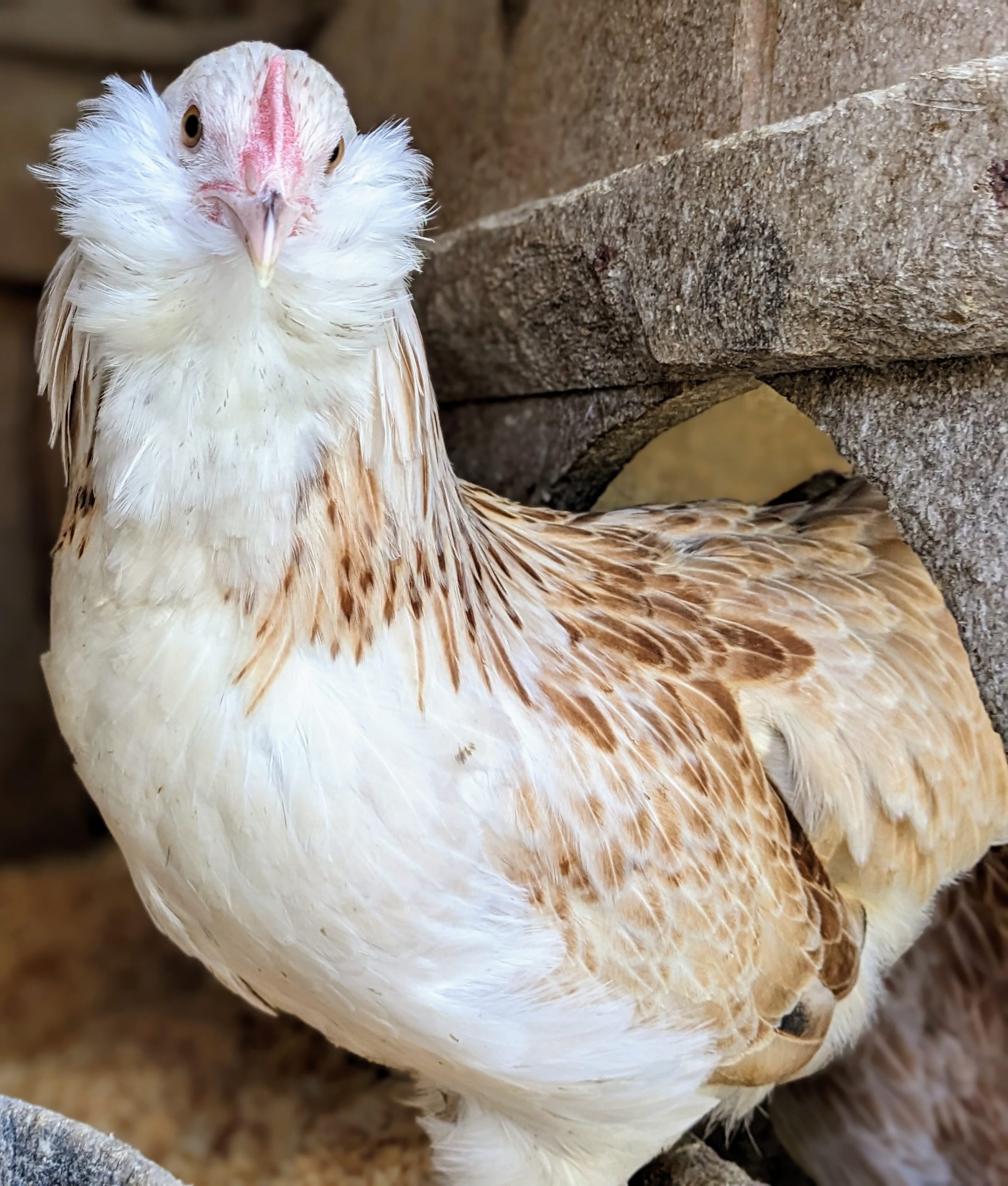 Salmon Faverolle - Image 3