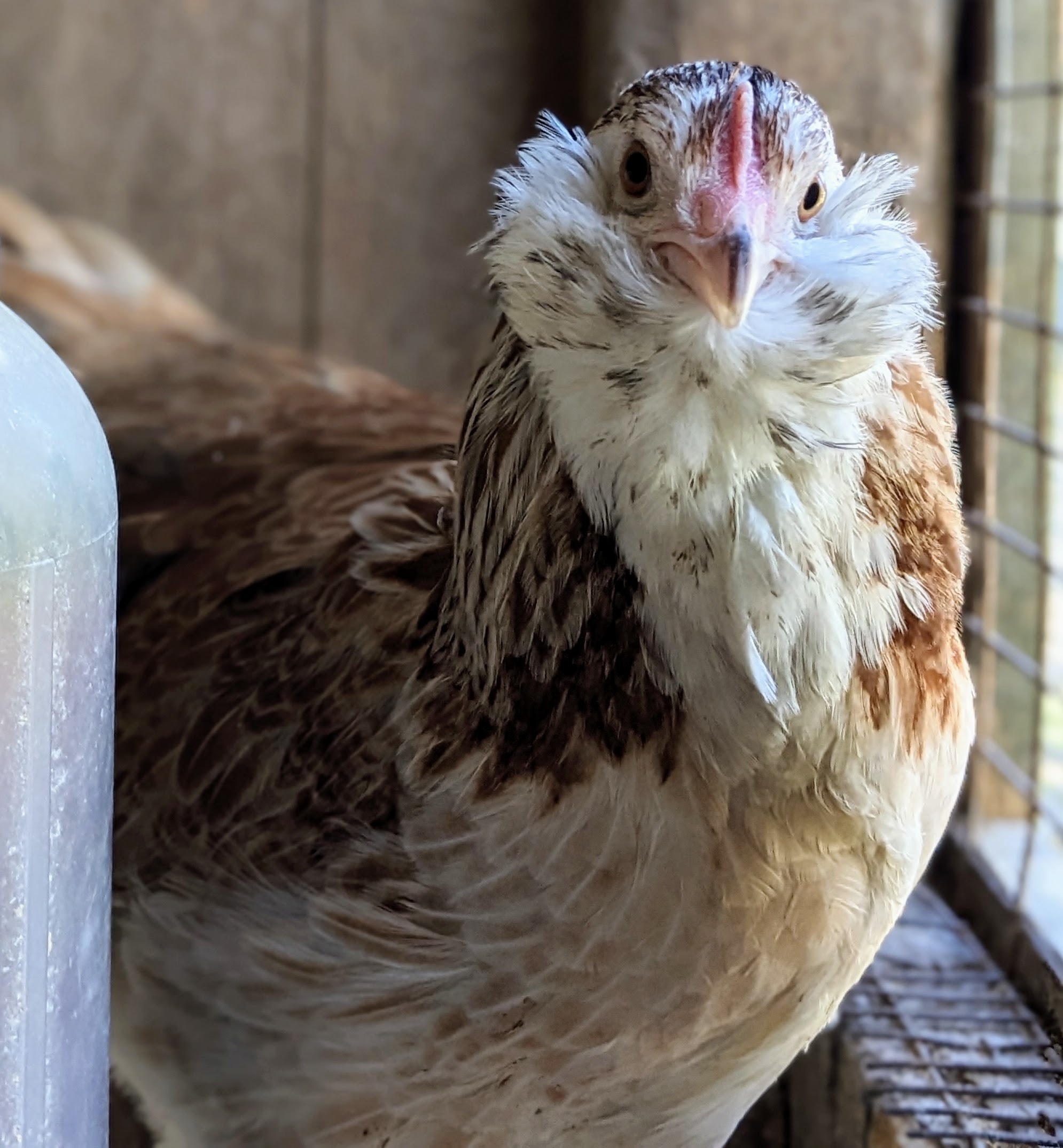 Salmon Faverolle - Image 2