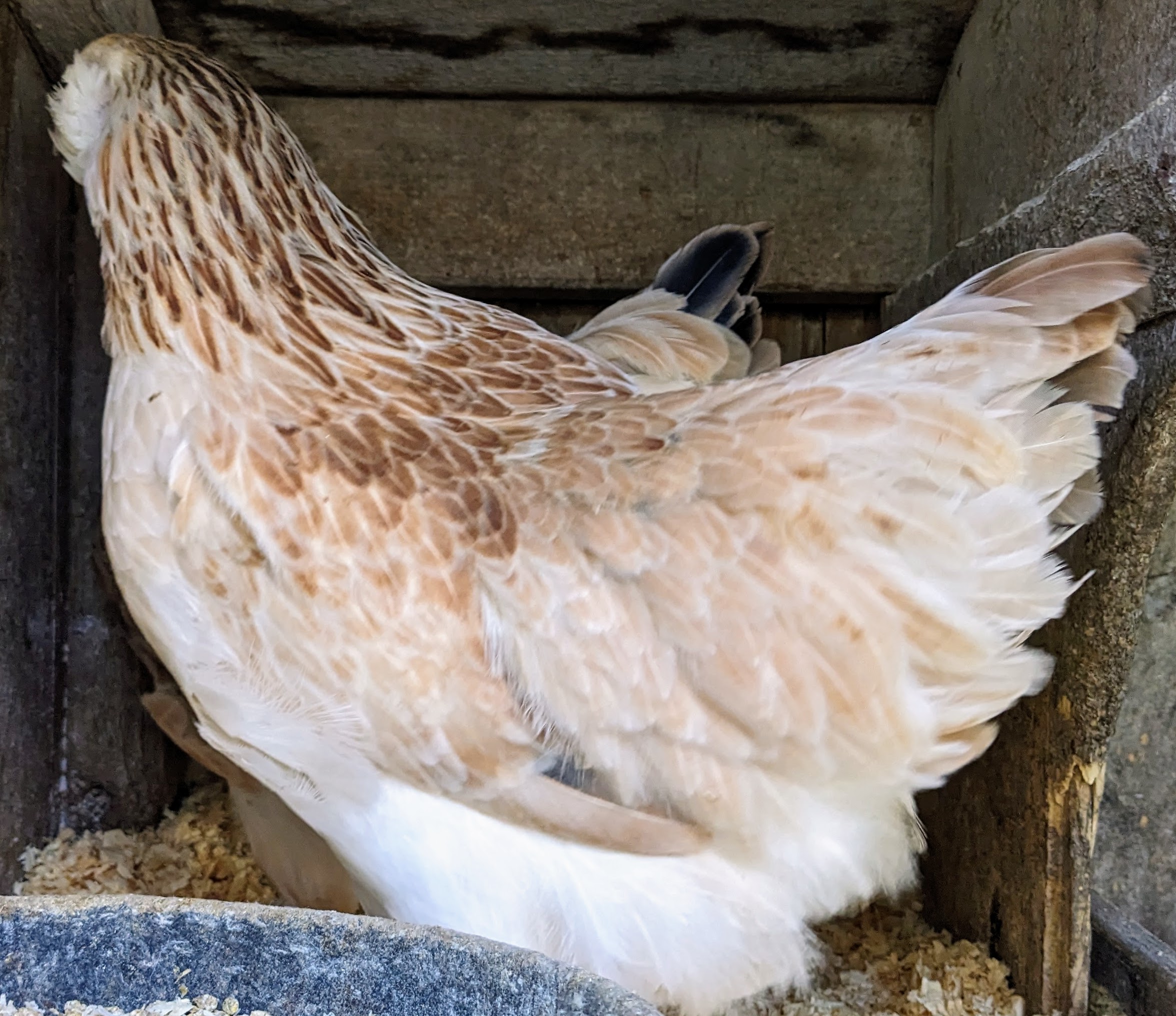 Salmon Faverolle - Image 5