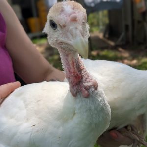 Midget White Turkey