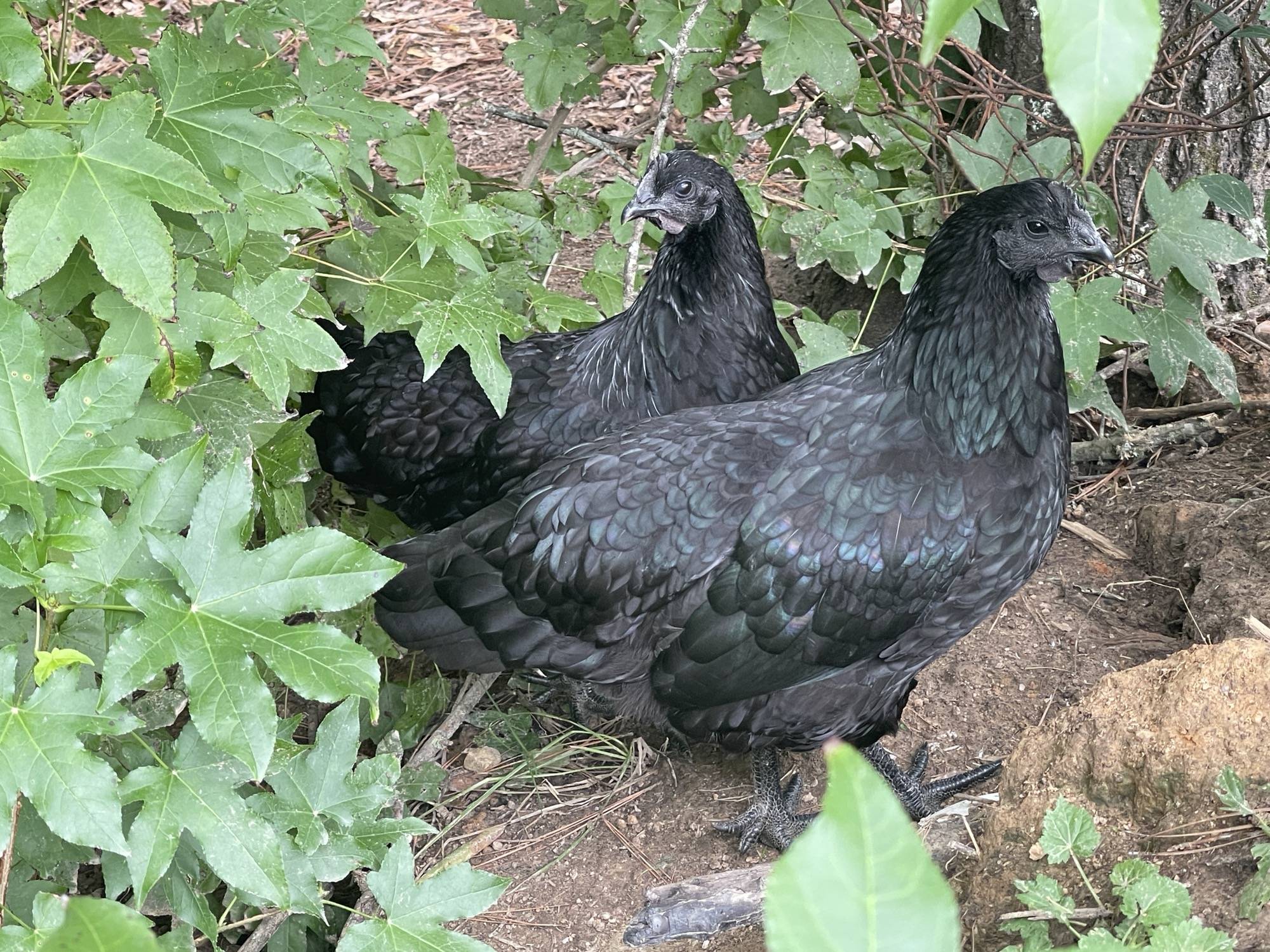 Mystic Onyx - Image 2