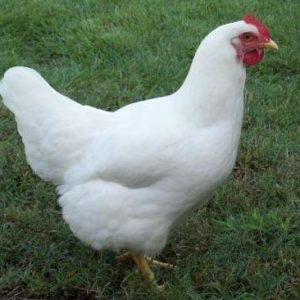 Plymouth Rock - White