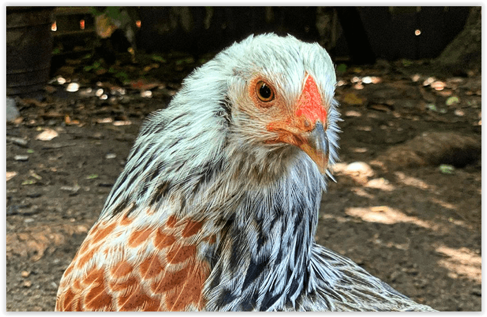 Prairie Bluebell - Image 4