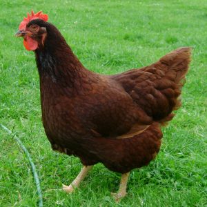Rhode Island Red