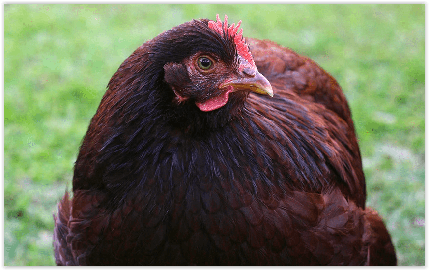 Rhode Island Red - Image 2
