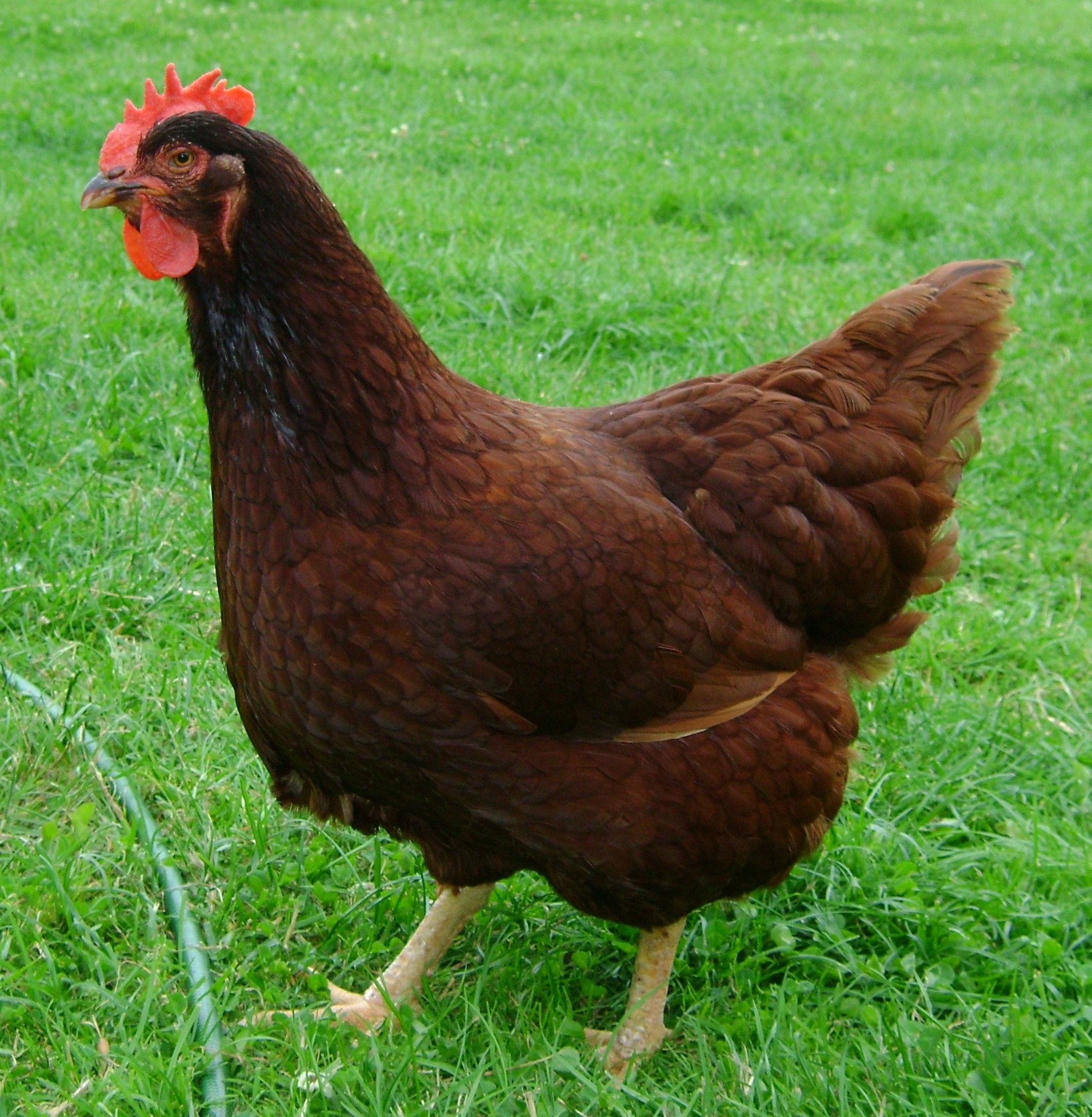 Rhode Island Red