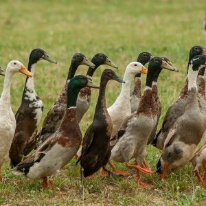 Duckling - Assorted Runner